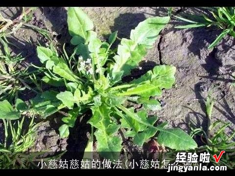 小慈姑怎么做 小慈姑慈姑的做法