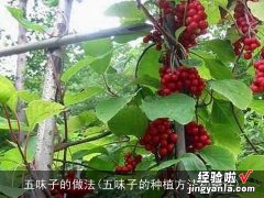 五味子的种植方法和条件 五味子的做法