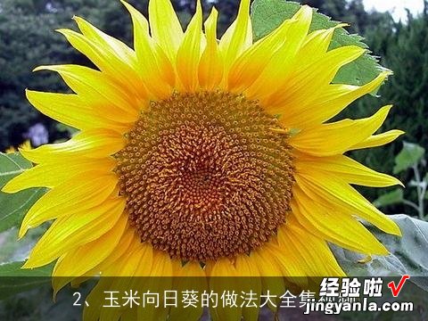 玉米向日葵的做法大全集视频 玉米向日葵的做法大全集