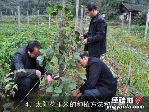 玉米向日葵的做法大全集视频 玉米向日葵的做法大全集