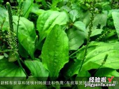 车前草煲猪横利功效与作用 新鲜车前草和猪横利的做法和作用