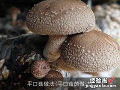 平口菇的做法 平口菇做法