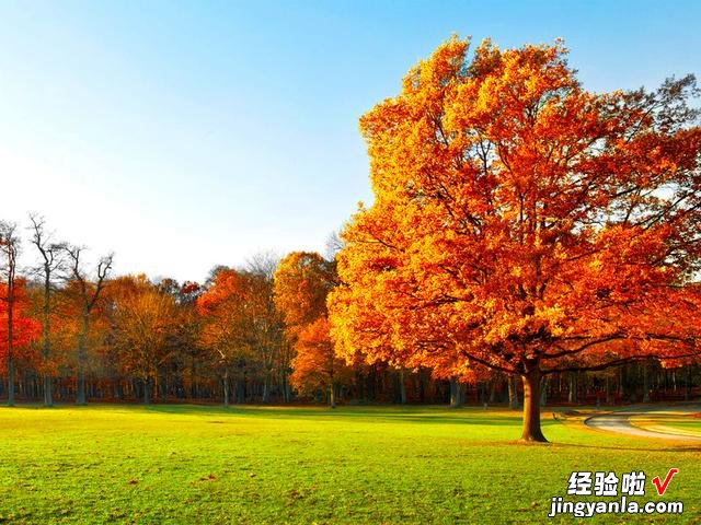 秋季干燥,要润肺生津,推荐5道家常菜,做法易学,成本低效果好