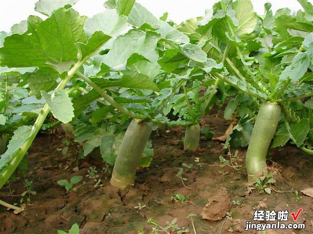 晒萝卜干的季节到了,香辣开胃小菜,适合早餐吃,干净卫生无添加