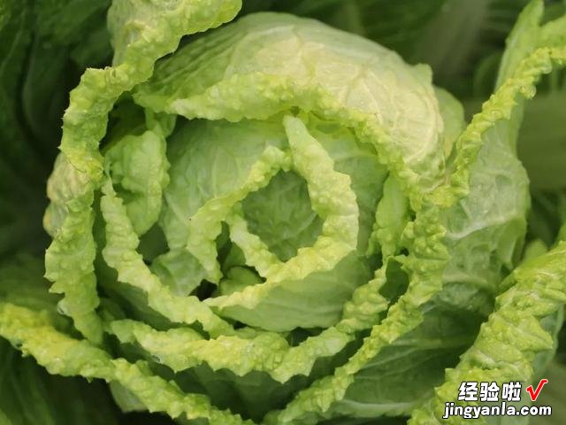 乾隆白菜火了,其实做法非常简单,爽脆解腻,怪不得乾隆爷喜欢吃
