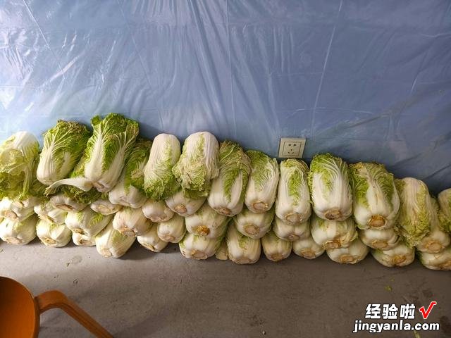 每年冬天，奶奶都这样腌上一缸酸菜，不发霉不怕烂，放一年都不坏