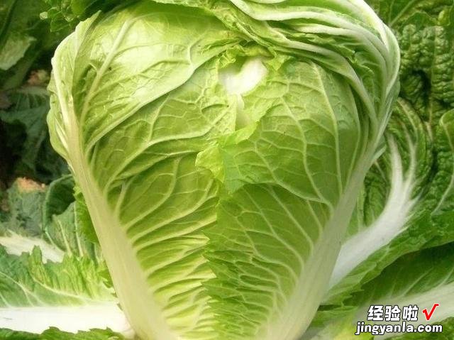 每年冬天，奶奶都这样腌上一缸酸菜，不发霉不怕烂，放一年都不坏