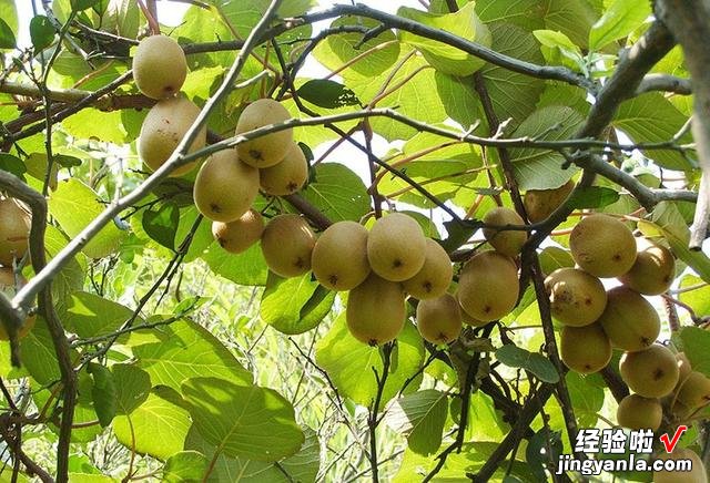 买猕猴桃,选“红心”还是“绿心”,差别很大,建议弄明白了再买