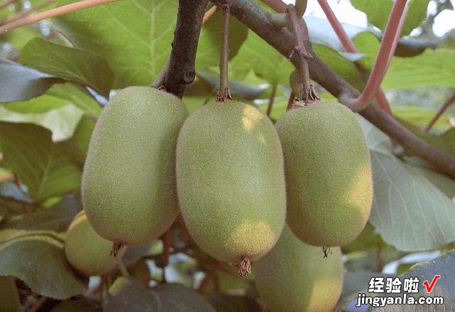 买猕猴桃,选“红心”还是“绿心”,差别很大,建议弄明白了再买