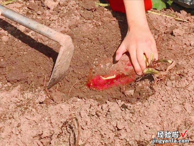 秋冬保存红薯很简单，用了十几年的方法，不腐烂不发芽，越放越甜