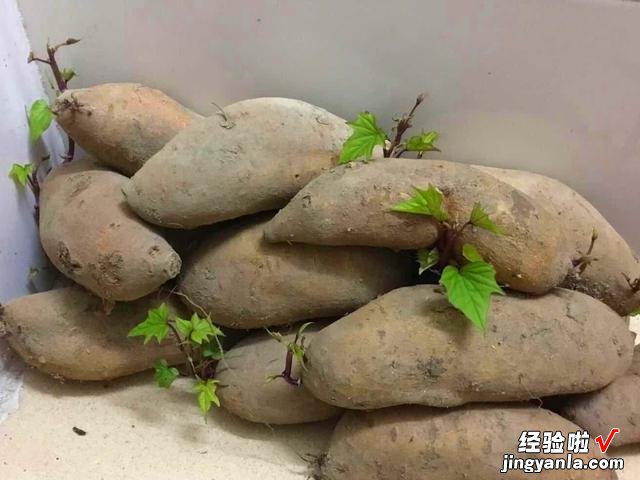 秋冬保存红薯很简单，用了十几年的方法，不腐烂不发芽，越放越甜