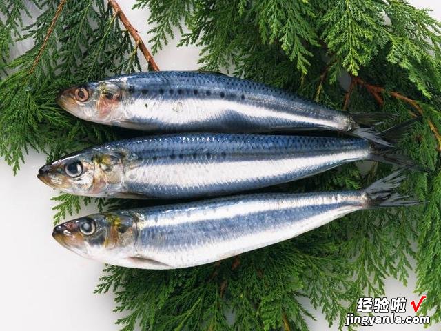 适合冬季吃的4种海鲜,肉质肥厚细嫩,价格便宜,错过要等明年了