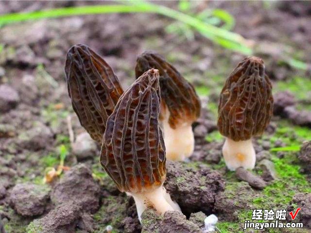 食用菌界的“菌中之王”,营养价值高,煲汤味道鲜,一斤能卖千元