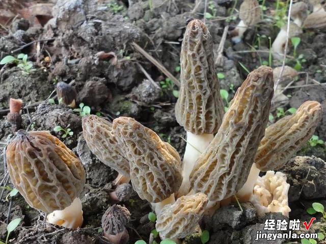 食用菌界的“菌中之王”,营养价值高,煲汤味道鲜,一斤能卖千元