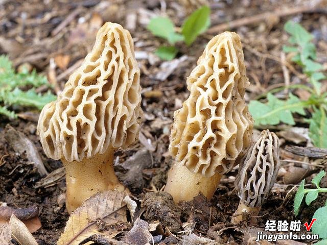 食用菌界的“菌中之王”,营养价值高,煲汤味道鲜,一斤能卖千元
