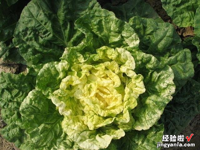 秋天种上这款蔬菜,冬天不愁没菜吃,叶片肥厚细嫩,下大雪也不怕