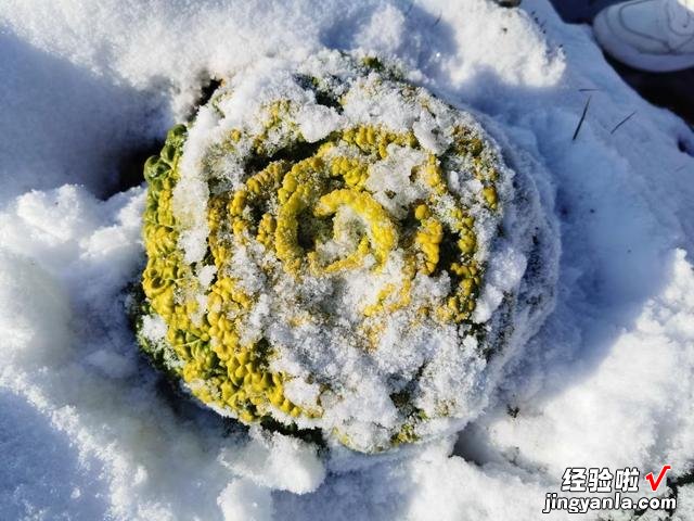 秋天种上这款蔬菜,冬天不愁没菜吃,叶片肥厚细嫩,下大雪也不怕