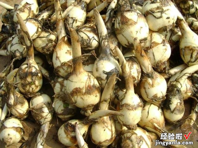 老人说“秋吃水八仙，赛过小神仙”，什么是水八仙？看完涨知识了