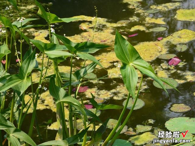 老人说“秋吃水八仙，赛过小神仙”，什么是水八仙？看完涨知识了