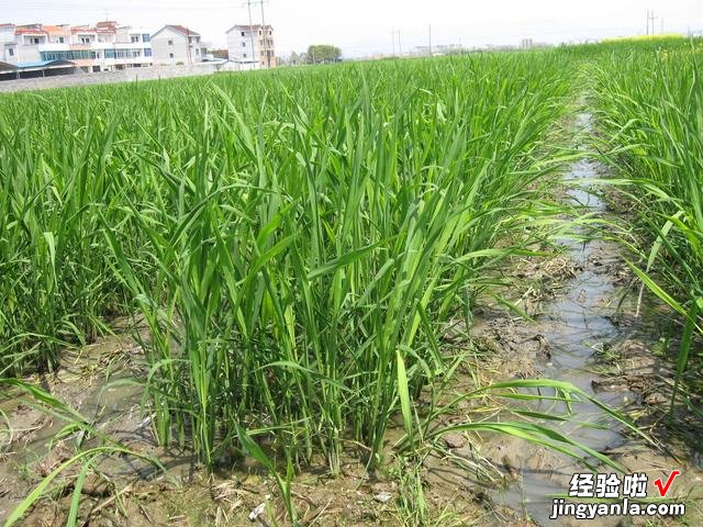 老人说“秋吃水八仙，赛过小神仙”，什么是水八仙？看完涨知识了
