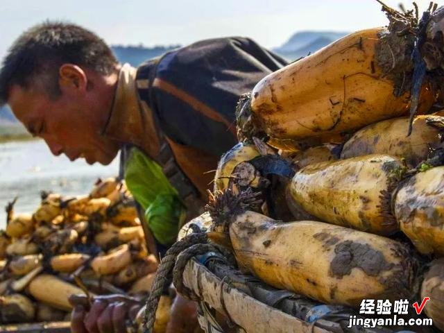 老人说“秋吃水八仙，赛过小神仙”，什么是水八仙？看完涨知识了