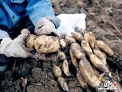 莲藕怎么煮才容易烂？很多人第一步就错了，教你一招，汤浓味又美