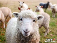 羊肉怎么买？懂行人专挑这5个部位，营养高口感嫩，老板都佩服你