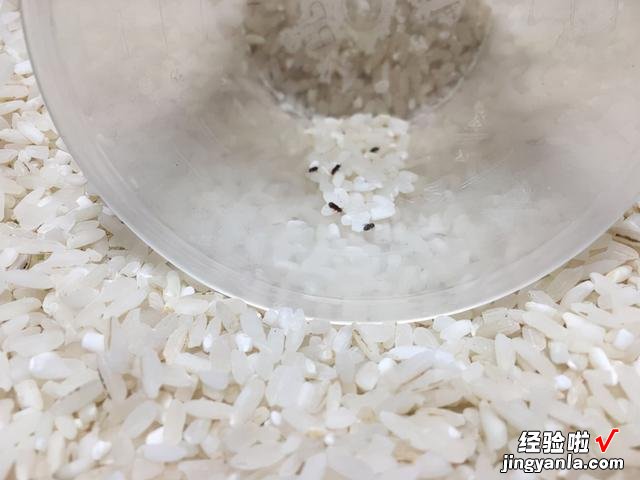 大米里的黑色小虫子,到底是从哪里冒出来的?今天终于明白了原因