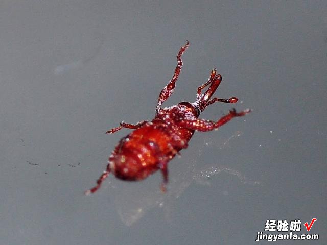 大米里的黑色小虫子,到底是从哪里冒出来的?今天终于明白了原因