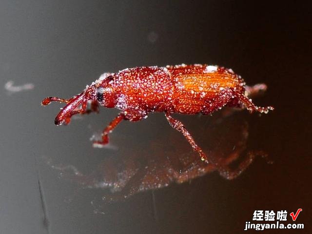 大米里的黑色小虫子,到底是从哪里冒出来的?今天终于明白了原因