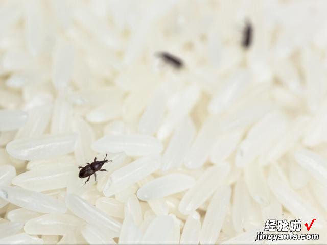 大米里的黑色小虫子,到底是从哪里冒出来的?今天终于明白了原因