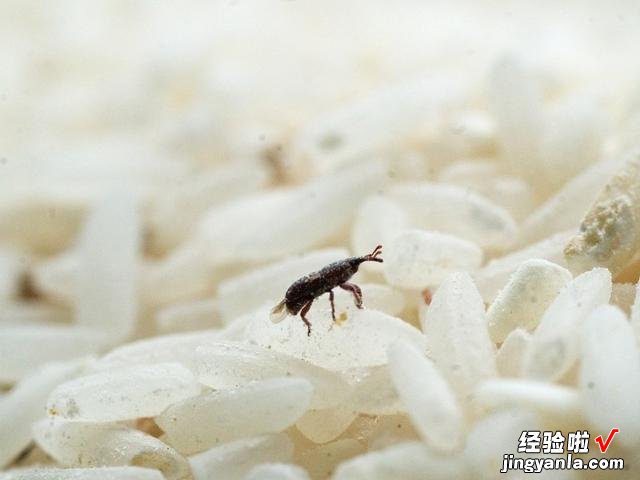 大米里的黑色小虫子,到底是从哪里冒出来的?今天终于明白了原因