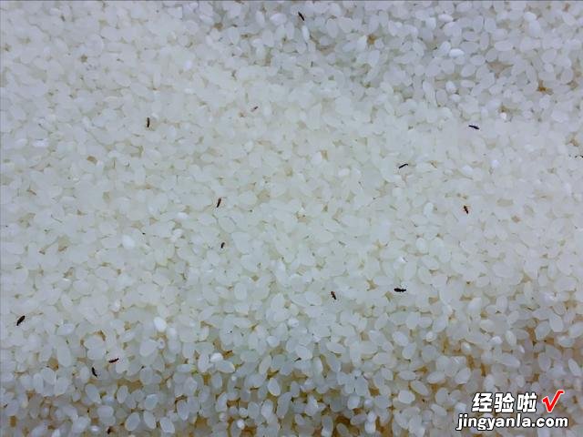 大米里的黑色小虫子,到底是从哪里冒出来的?今天终于明白了原因