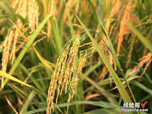 大米里的黑色小虫子,到底是从哪里冒出来的?今天终于明白了原因