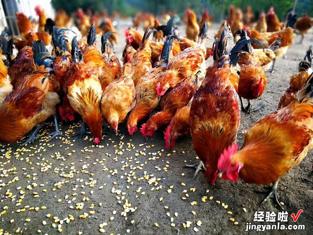 买了一只母鸡,肚子里有很大一块黄油,打算去退掉,老人却说赚了