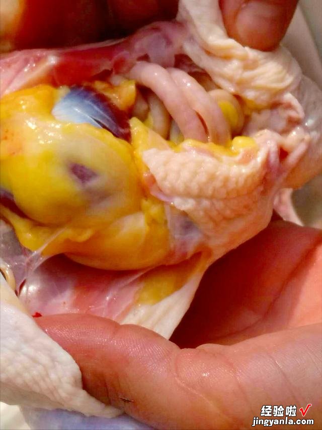 买了一只母鸡,肚子里有很大一块黄油,打算去退掉,老人却说赚了