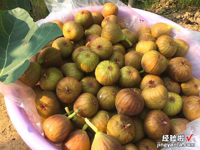 趁着阳光充足,这9种蔬菜可以多晒一些,留着冬天吃,炖肉特别香
