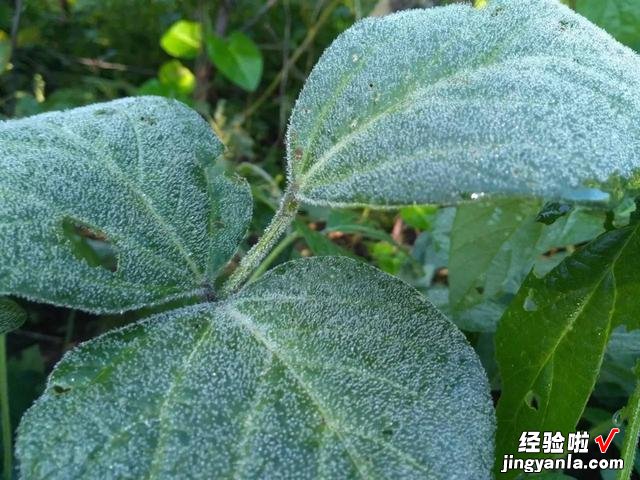 今日立秋，立秋出现打雷下雨，有什么征兆吗？看看古人留下的谚语