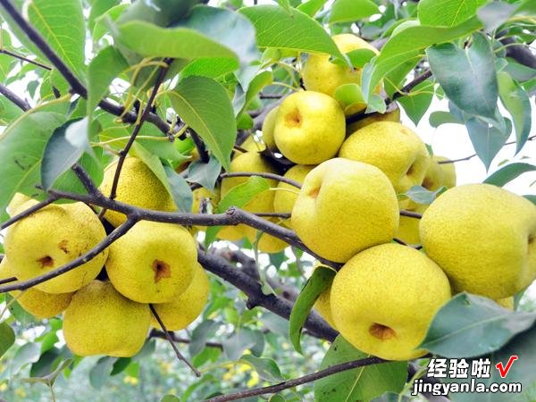 立秋节气将至，牢记“3要吃3不吃”，合理安排饮食，健康迎接秋季
