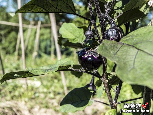 立秋节气将至，牢记“3要吃3不吃”，合理安排饮食，健康迎接秋季