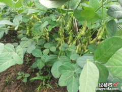 8月最该吃的菜，立秋前采摘正好，鲜香味美，很多人已经开始行动