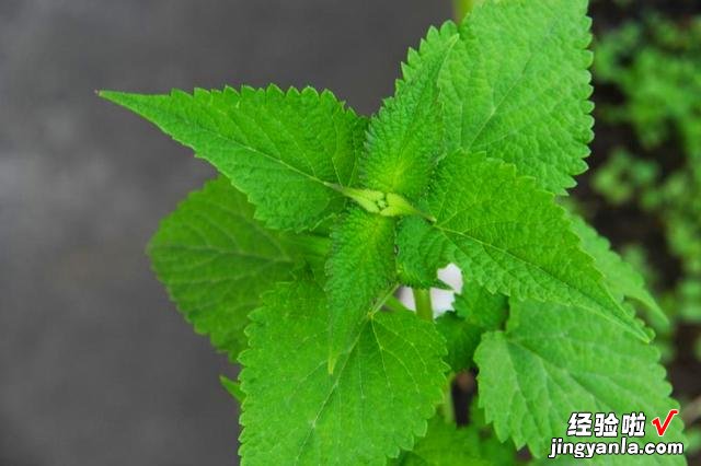 三伏天养生,遇见这3种植物叶子别错过,清凉解暑,健康度过夏天