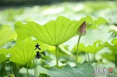 三伏天祛湿，建议每天来一碗“六物汤”，养生又好喝，健康度夏天