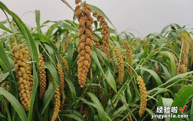 全中国哪里的小米最好吃？请认清这4个产地，营养丰富，谷中珍品