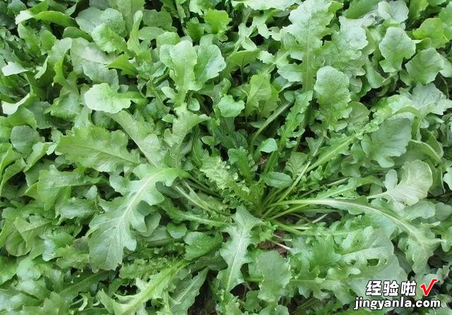 5种野菜图片，带你见识不同的野菜和吃法，营养丰富，好吃又健康