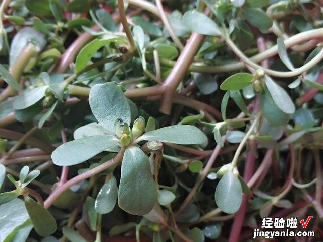 5种野菜图片，带你见识不同的野菜和吃法，营养丰富，好吃又健康