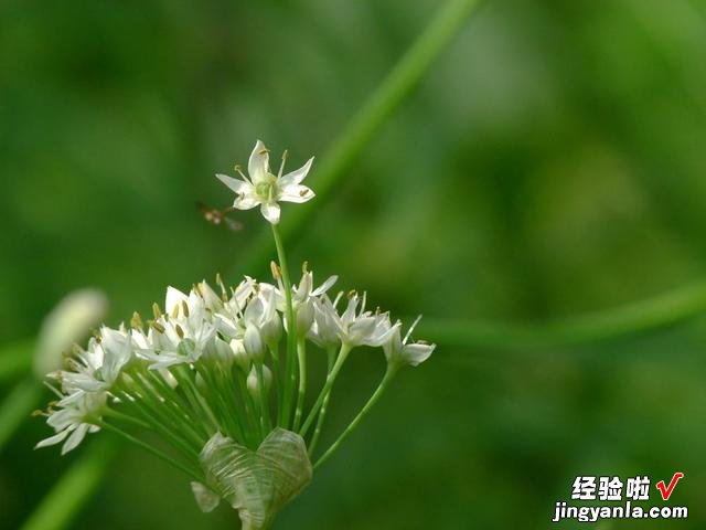 腌韭菜花，只加盐不好吃！多放2种食材，鲜香味美，放一年不变质