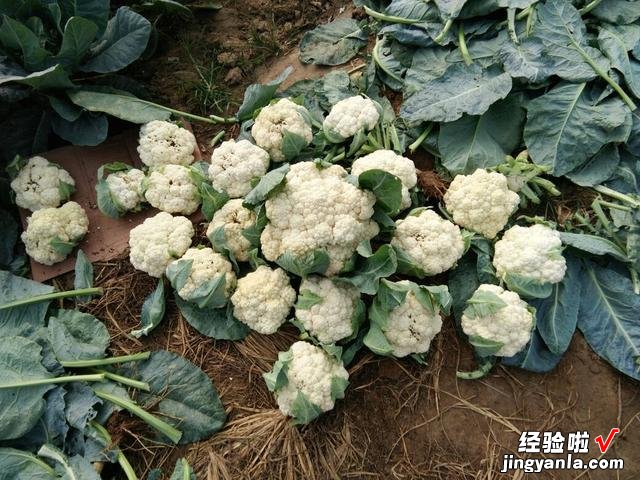 买菜花，应该挑选“紧花还是散花”？告诉你实情，别再多花冤枉钱