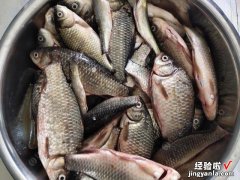 老人俗话“割肉不割槽头肉，买鱼不买鲫壳鱼”，你知道啥意思吗？