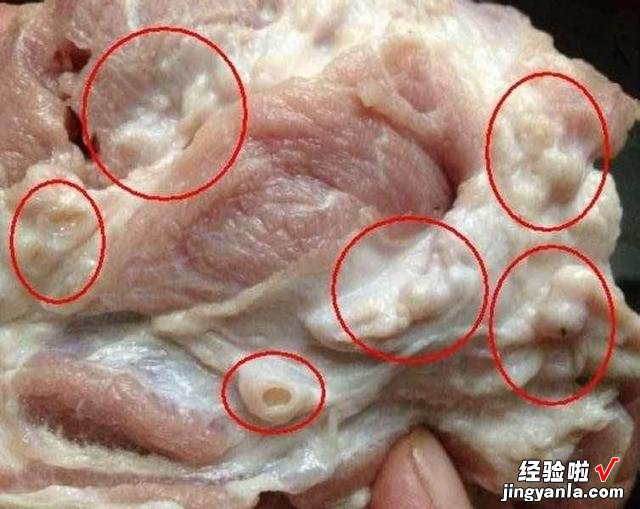 老人俗话“割肉不割槽头肉，买鱼不买鲫壳鱼”，你知道啥意思吗？